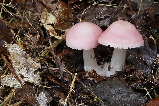 prilbička ružovkastá Mycena rosea Gramberg