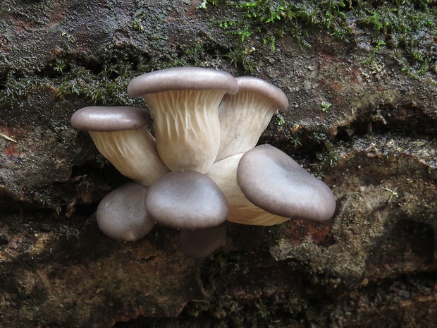 hliva ustricovitá Pleurotus ostreatus (Jacq.) P. Kumm.