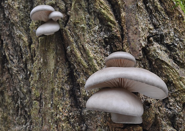 hliva ustricovitá Pleurotus ostreatus (Jacq.) P. Kumm.