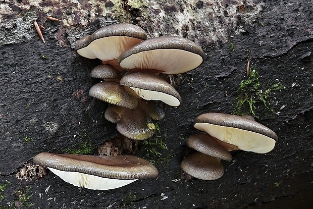 pňovka neskorá Sarcomyxa serotina (Pers.) P. Karst.