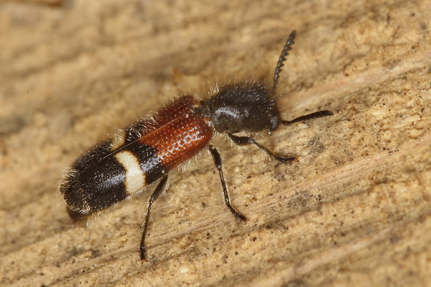 pestroš Tilloidea unifasciata