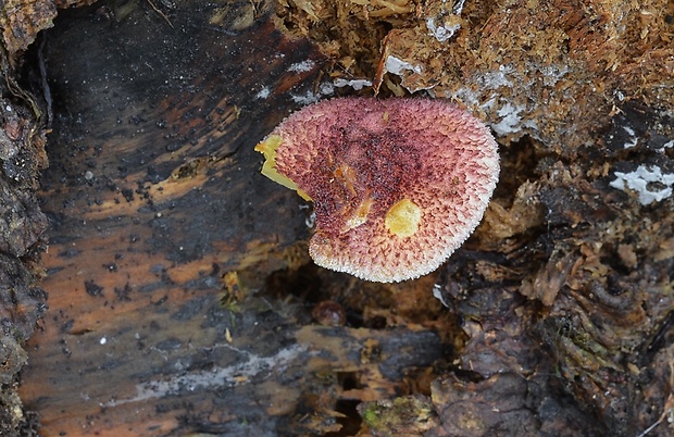 čírovec červenožltý Tricholomopsis rutilans (Schaeff.) Singer