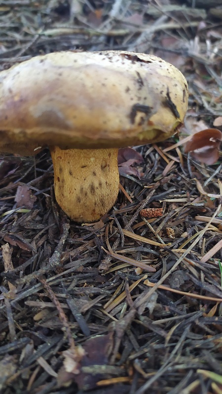 hríb horský Butyriboletus subappendiculatus (Dermek, Lazebn. & J. Veselský) D. Arora & J.L. Frank