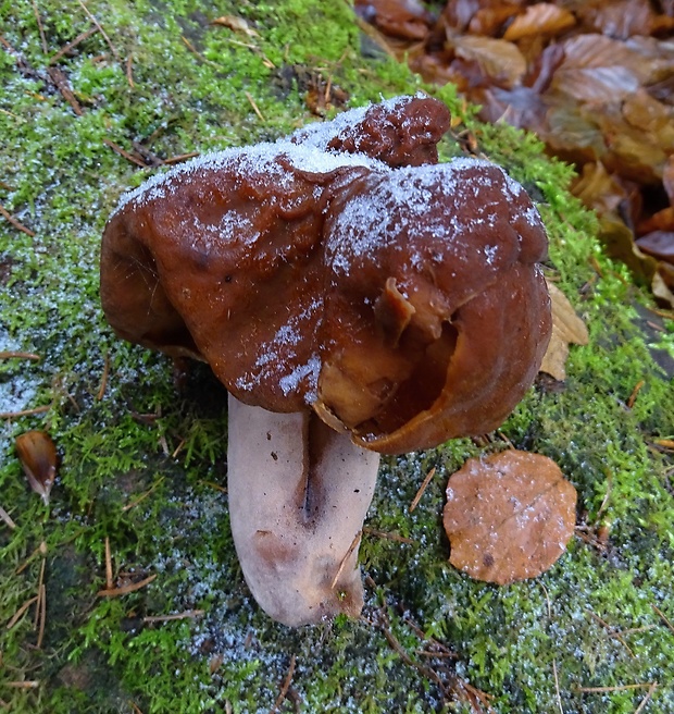 ušiak mitrovitý Gyromitra infula (Schaeff.) Quél.