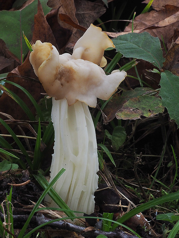 chriapač kučeravý Helvella crispa (Scop.) Fr.