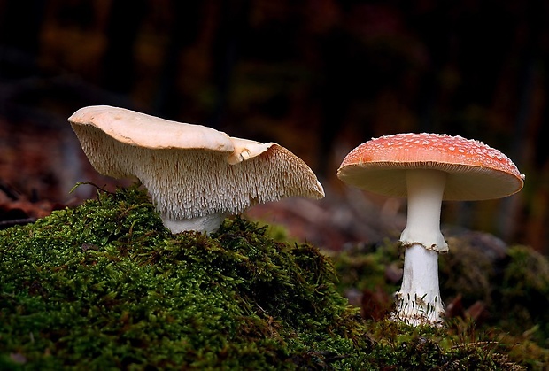 jelenka poprehýbaná Hydnum repandum L.