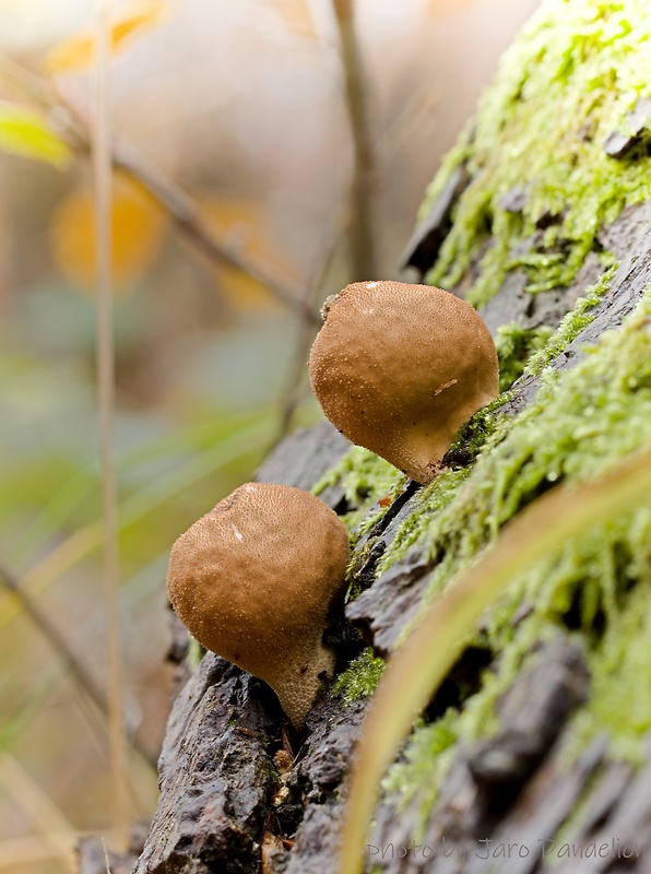 prášnica hruškovitá Lycoperdon pyriforme Schaeff.