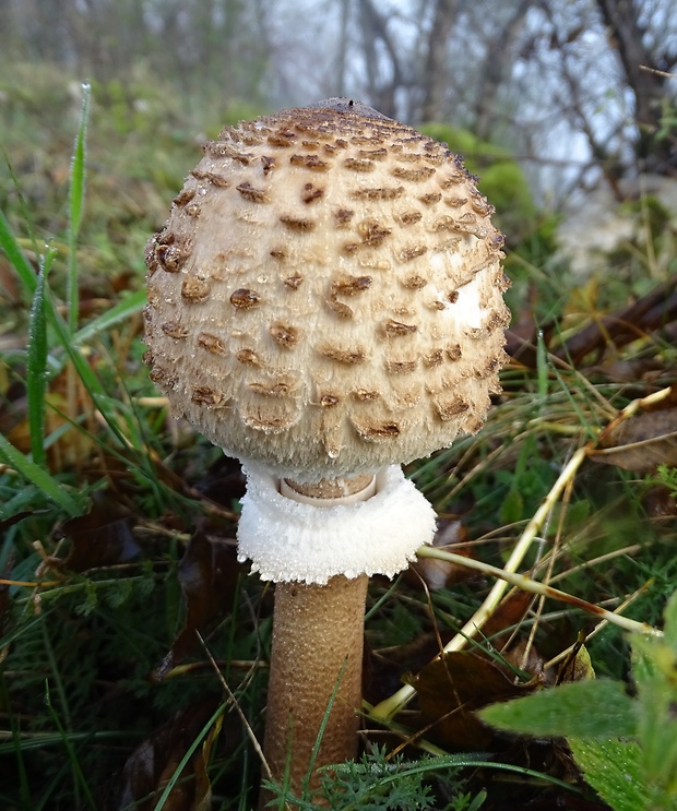 bedľa vysoká Macrolepiota procera (Scop.) Singer