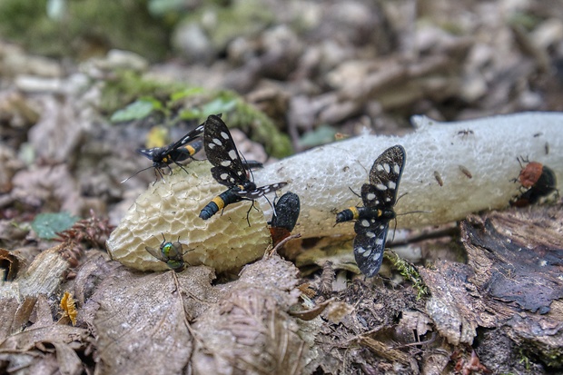 hadovka smradľavá Phallus impudicus L.