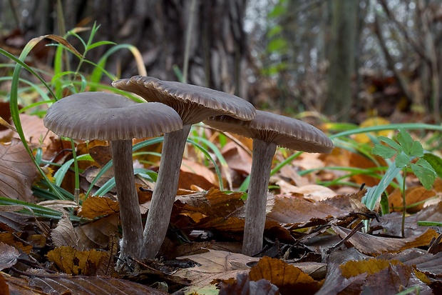 strmulica čiaškovitá Pseudoclitocybe cyathiformis (Bull.) Singer