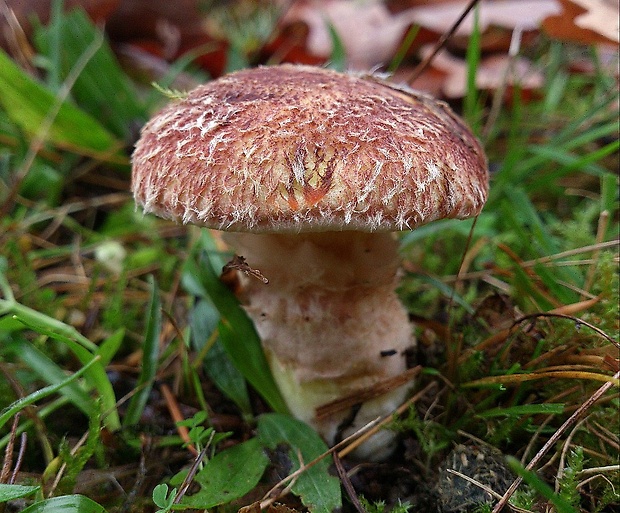 masliak duglaskový Suillus lakei (Murrill) A.H. Sm. & Thiers