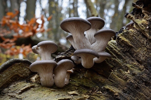 hliva ustricovitá Pleurotus ostreatus (Jacq.) P. Kumm.