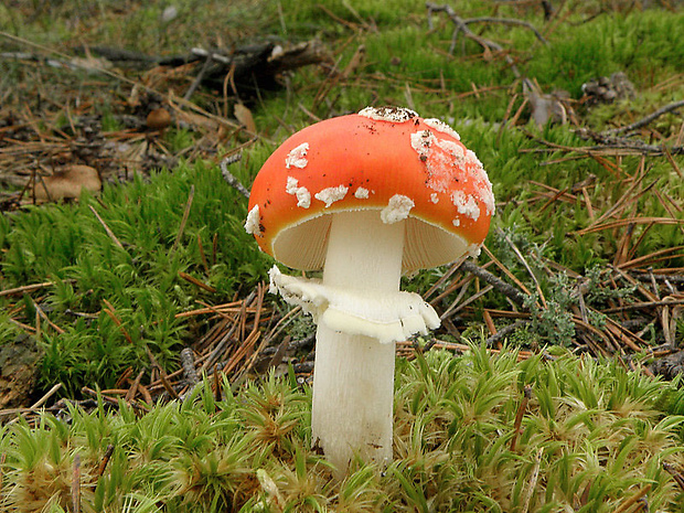 muchotrávka červená Amanita muscaria (L.) Lam.