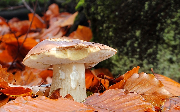 hríb smrekový Boletus edulis Bull.