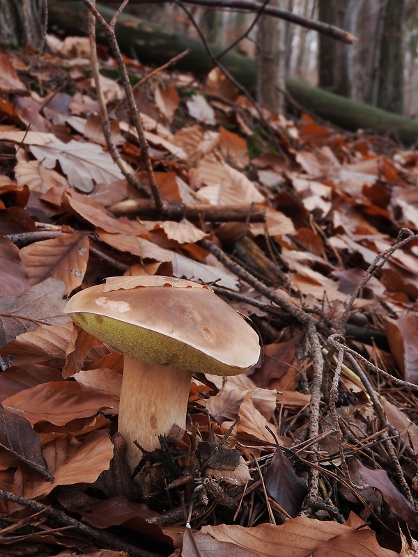 hríb smrekový Boletus edulis Bull.