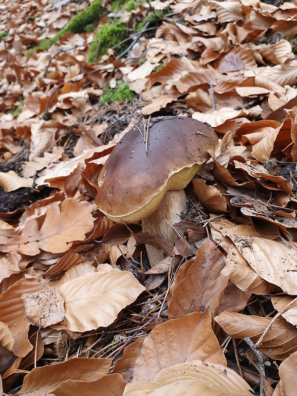 hríb dubový Boletus reticulatus Schaeff.