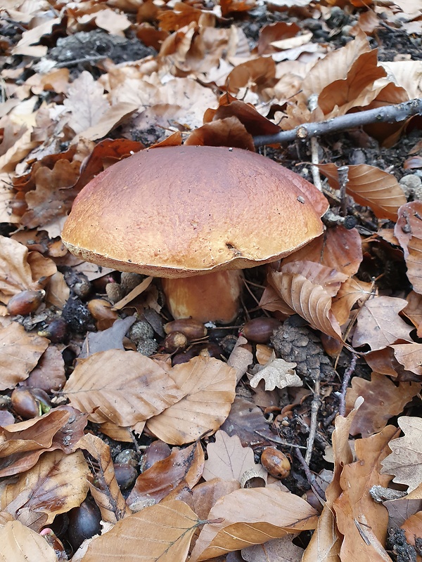 hríb dubový Boletus reticulatus Schaeff.