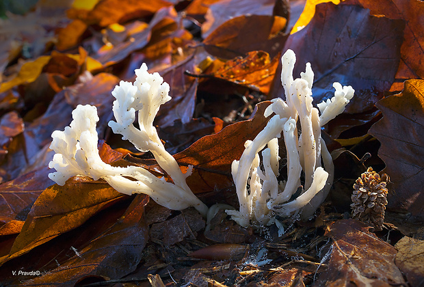 konárovka hrebenitá Clavulina coralloides (L.) J. Schröt.