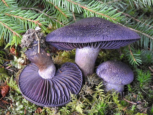 pavučinovec hercýnsky Cortinarius hercynicus (Pers.) M.M. Moser