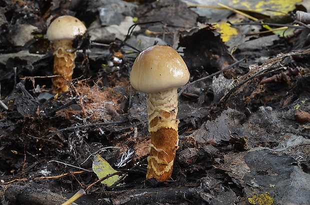 pavučinovec Cortinarius sp.