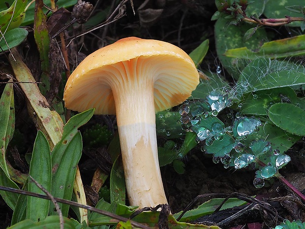 lúčnica statná Cuphophyllus pratensis (Fr.) Bon