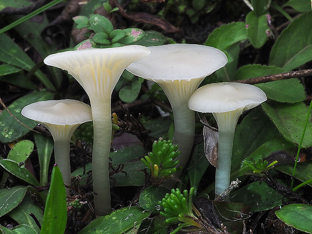 lúčnica snehobiela Cuphophyllus virgineus (Wulfen) Kovalenko