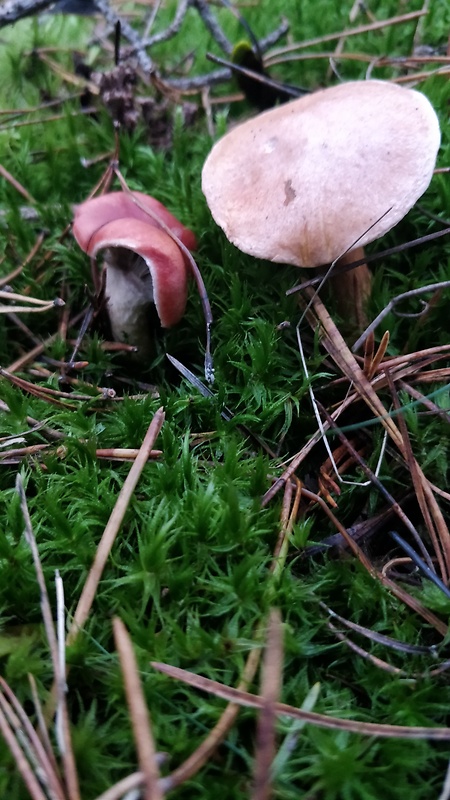 sliziak ružový Gomphidius roseus (Fr.) Oudem.