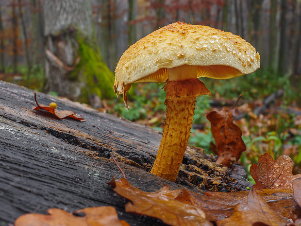 šupinovec nádherný Gymnopilus cf. junonius (Fr.) P.D. Orton