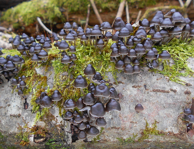 prilbička hnedosivá Mycena tintinnabulum (Paulet) Quél.