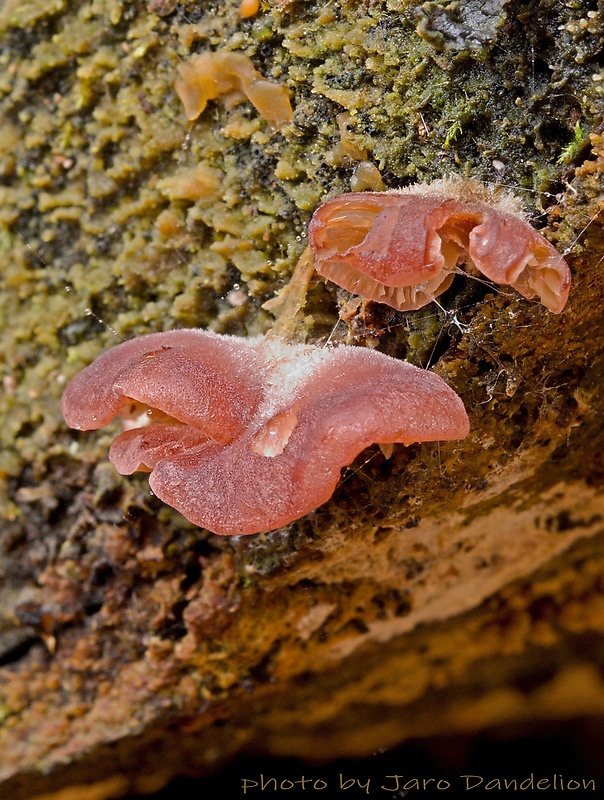 pňovka fialovohnedá Panellus violaceofulvus (Batsch) Singer