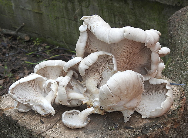 hliva ustricovitá Pleurotus ostreatus (Jacq.) P. Kumm.