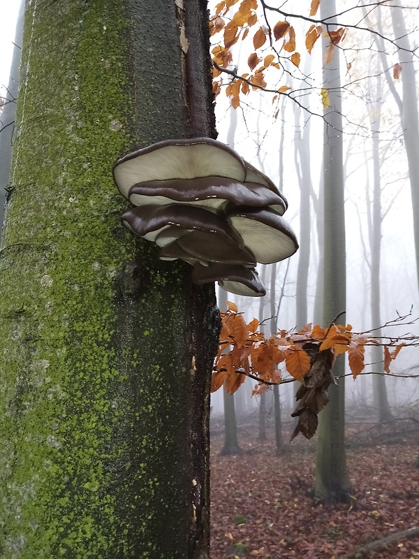 hliva ustricovitá Pleurotus ostreatus (Jacq.) P. Kumm.