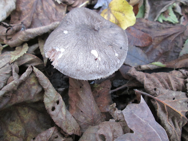 štítovka Pluteus sp.