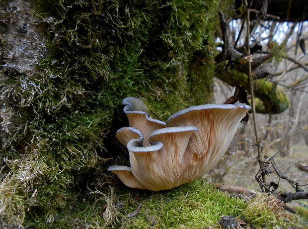 pňovka neskorá Sarcomyxa serotina (Pers.) P. Karst.