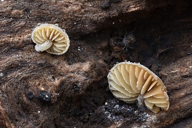 smeťovička zelenkastohnedá Simocybe haustellaris (Fr.) Watling