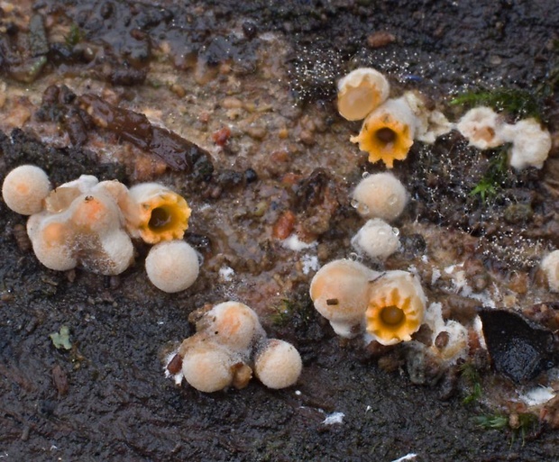 hrachovec hviezdovitý Sphaerobolus stellatus Tode