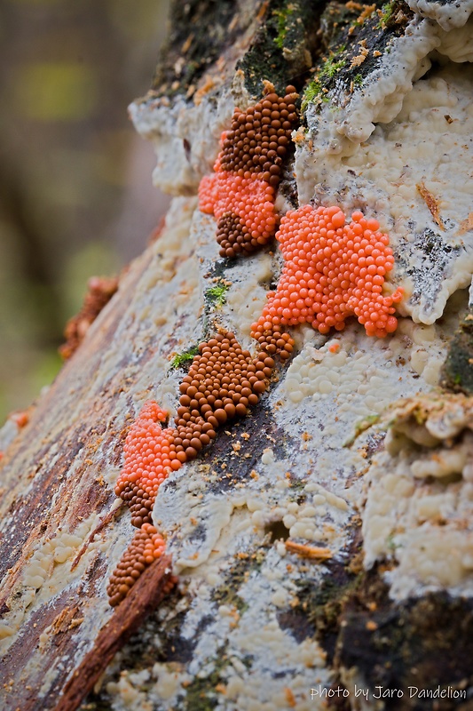 vlasnačka Trichia sp.