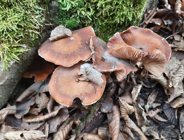 podpňovka tmavá Armillaria ostoyae (Romagn.) Herink