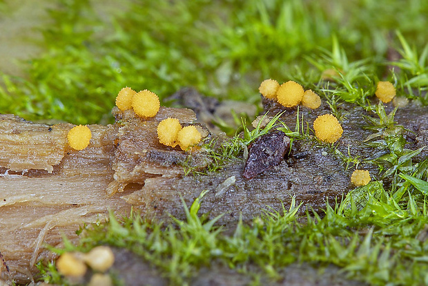 tyčkovka žltá Bactridium flavum Kunze