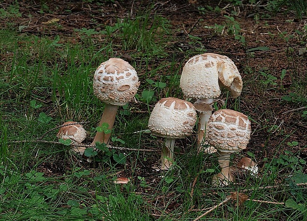 bedľa červenejúca záhradná Chlorophyllum brunneum (Farl. & Burt) Vellinga