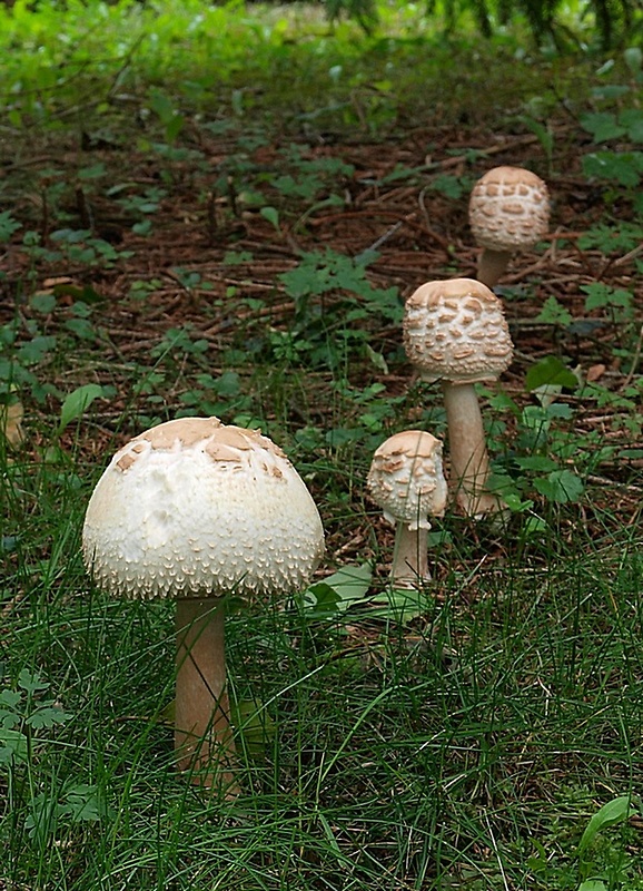 bedľa červenejúca záhradná Chlorophyllum brunneum (Farl. & Burt) Vellinga