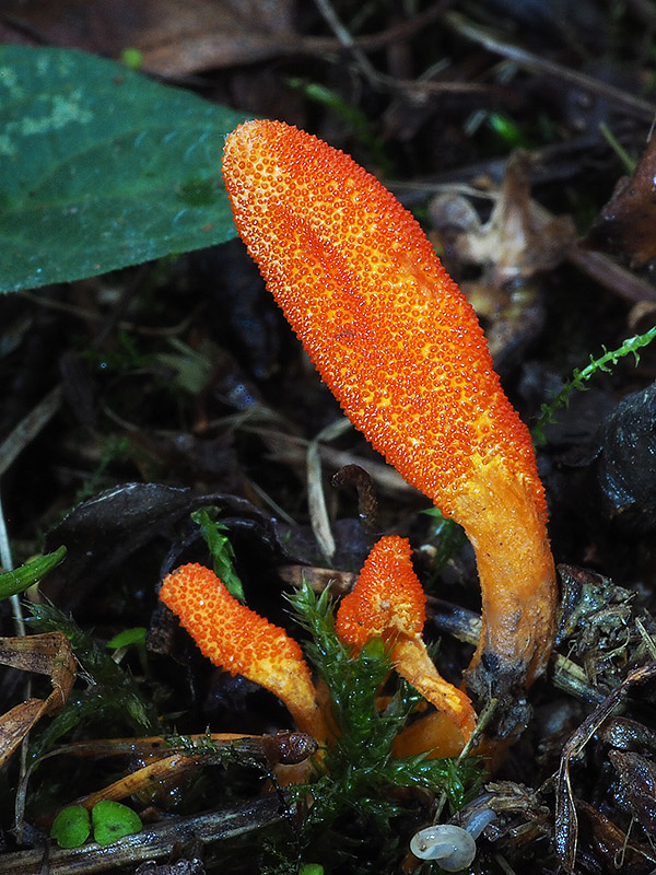 žezlovka hmyzová Cordyceps militaris (Fr.) Link