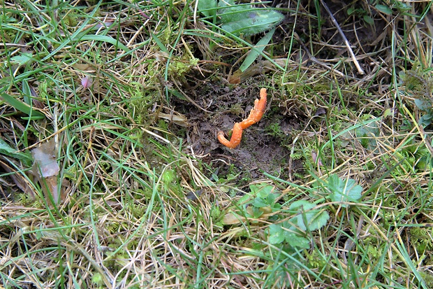 žezlovka hmyzová Cordyceps militaris (Fr.) Link