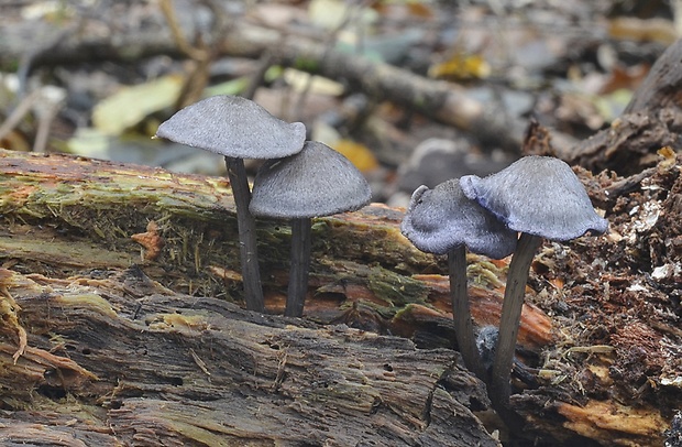 hodvábnica fialovomodrá Entoloma euchroum (Pers.) Donk