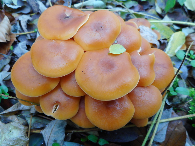 plamienka Flammulina sp.