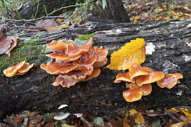 plamienka Flammulina sp.