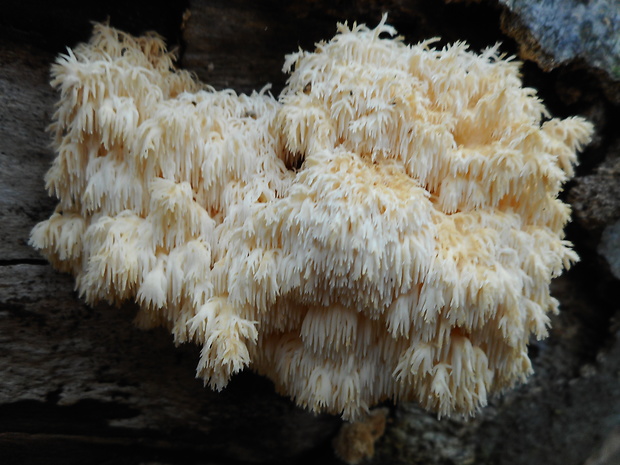 koralovec bukový Hericium coralloides (Scop.) Pers.