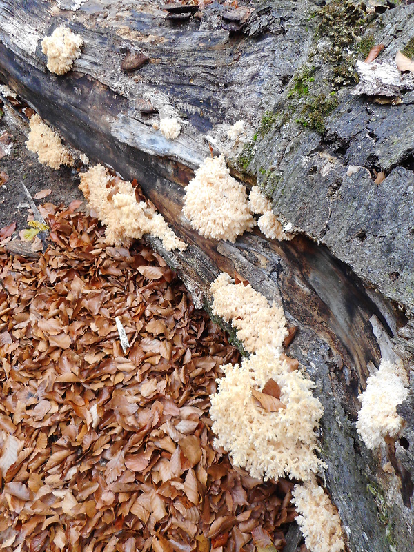 koralovec bukový Hericium coralloides (Scop.) Pers.