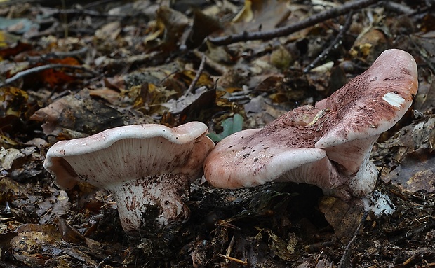 šťavnačka plávkovitá Hygrophorus russula (Schaeff.) Kauffman