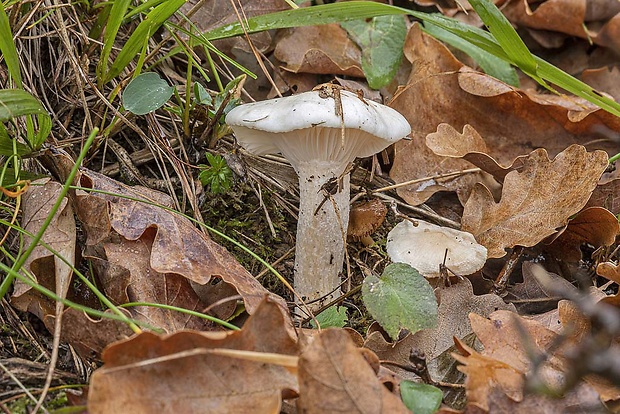 šťavnačka Hygrophorus sp.